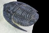 Diademaproetus Trilobite - Foum Zguid, Morocco #103892-3